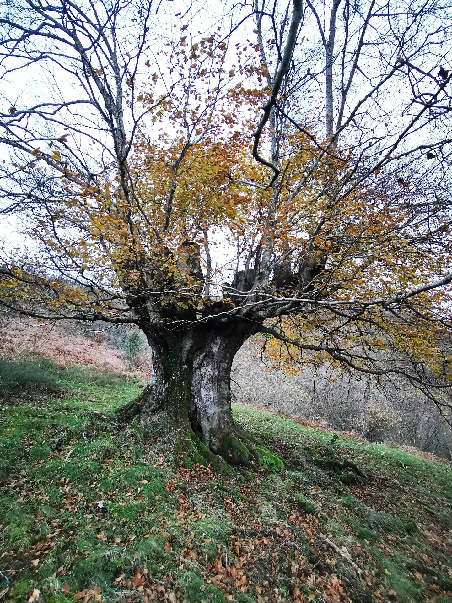 Ibilbidea